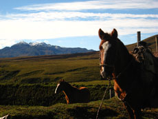 Equateur - La cavalerie  - Randonn&eacute;e &eacute;questre sur l'avenue des volcans - Randocheval / Absolu voyages
